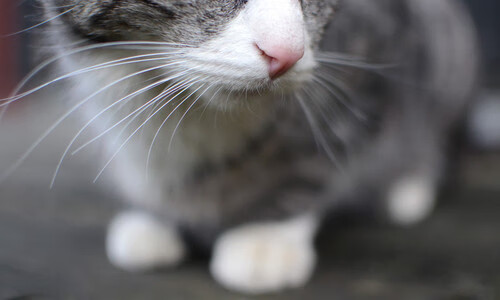 戈贝尔无解输出化身大心脏，三分箭雨击穿上海防线