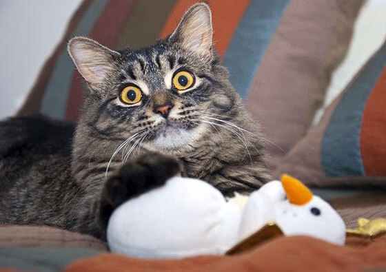 开云下载-风暴席卷阿兹特克，奥地利一波流击溃墨西哥，莫德里奇导演致命时刻