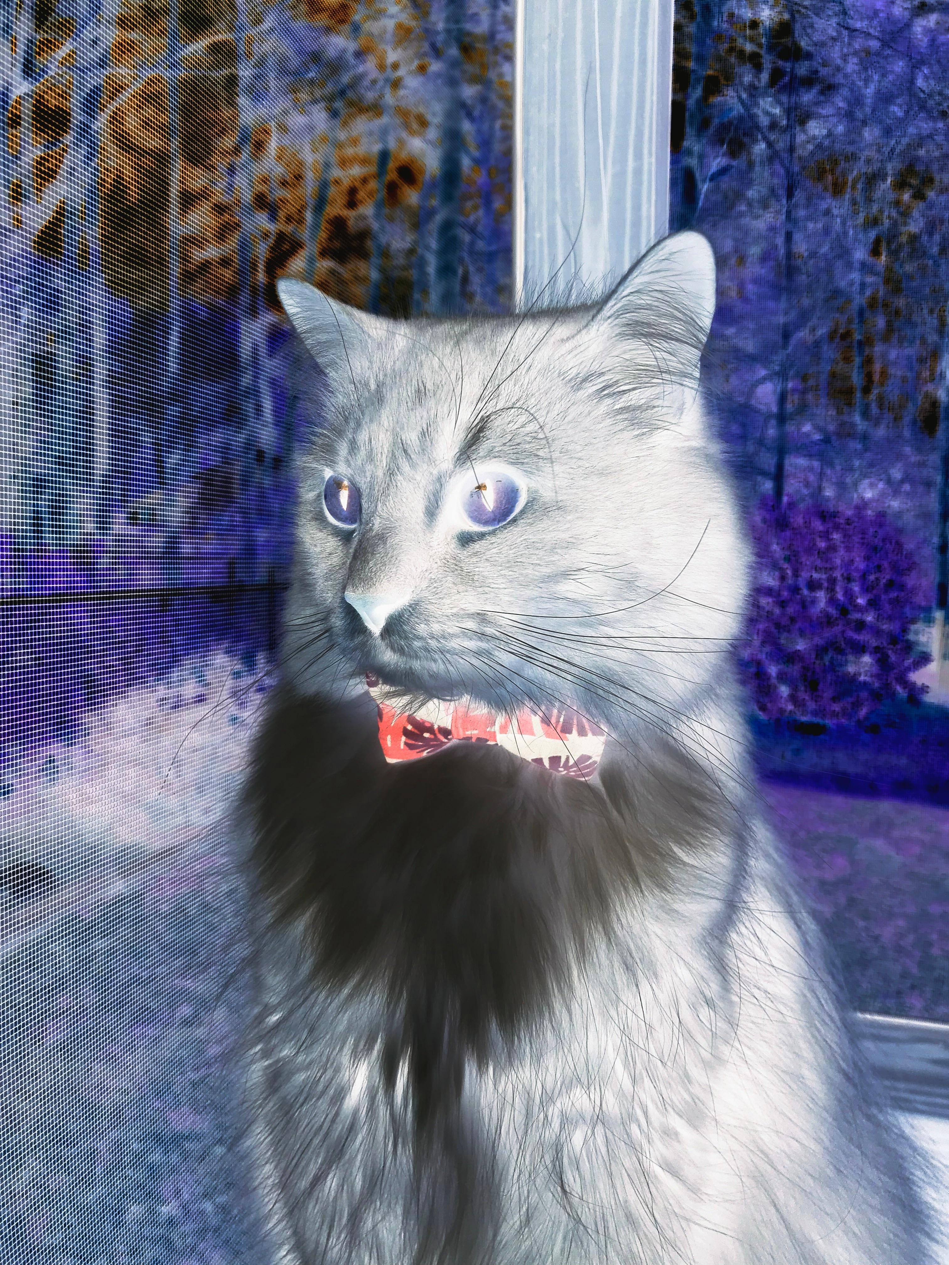 开云平台-布鲁诺一剑封喉！尼斯决胜局力克阿森纳，谁言黑马无锋？