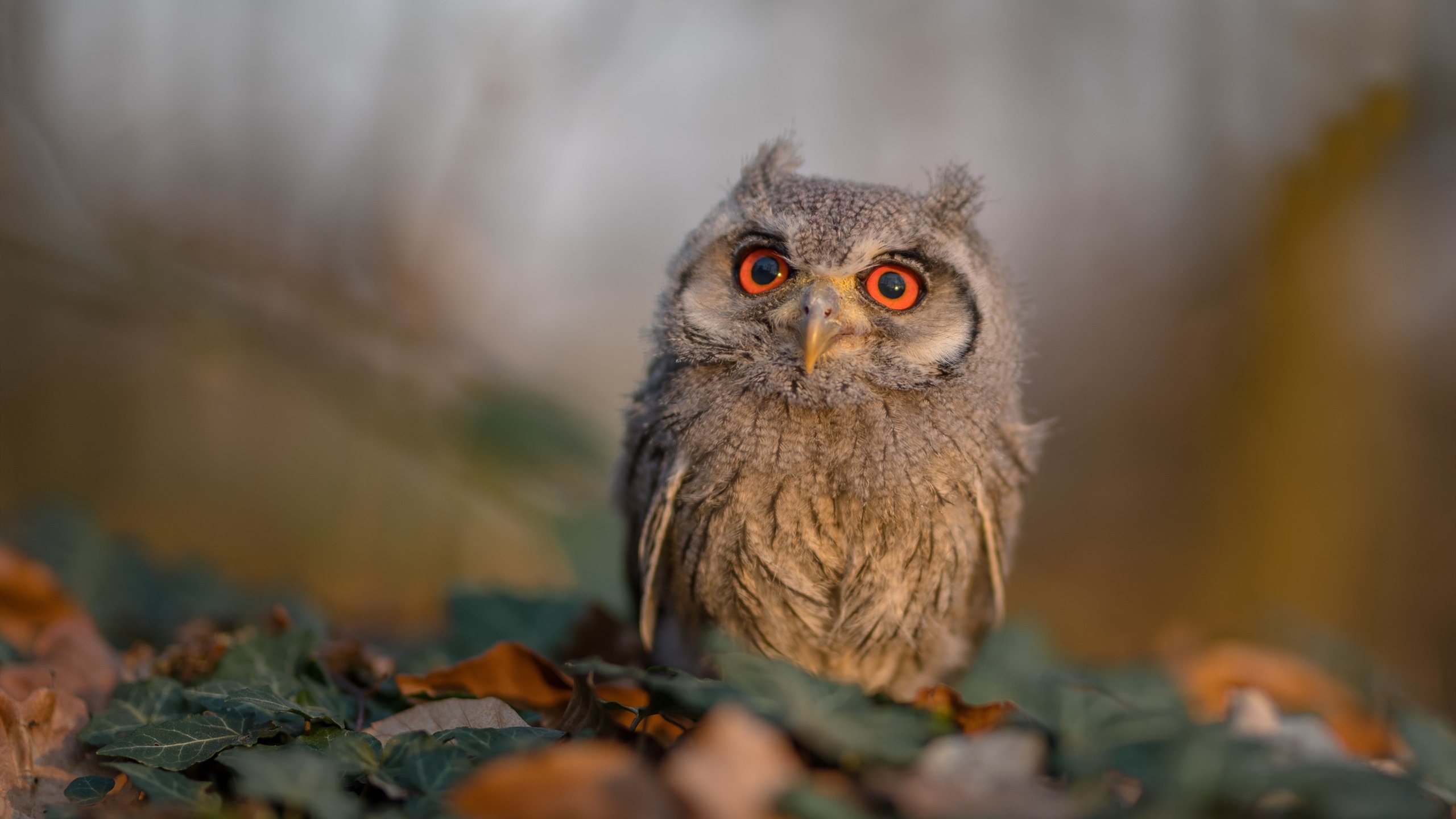 开云体育入口-破碎质疑的终场哨，恩比德抢七夜书写救赎史诗