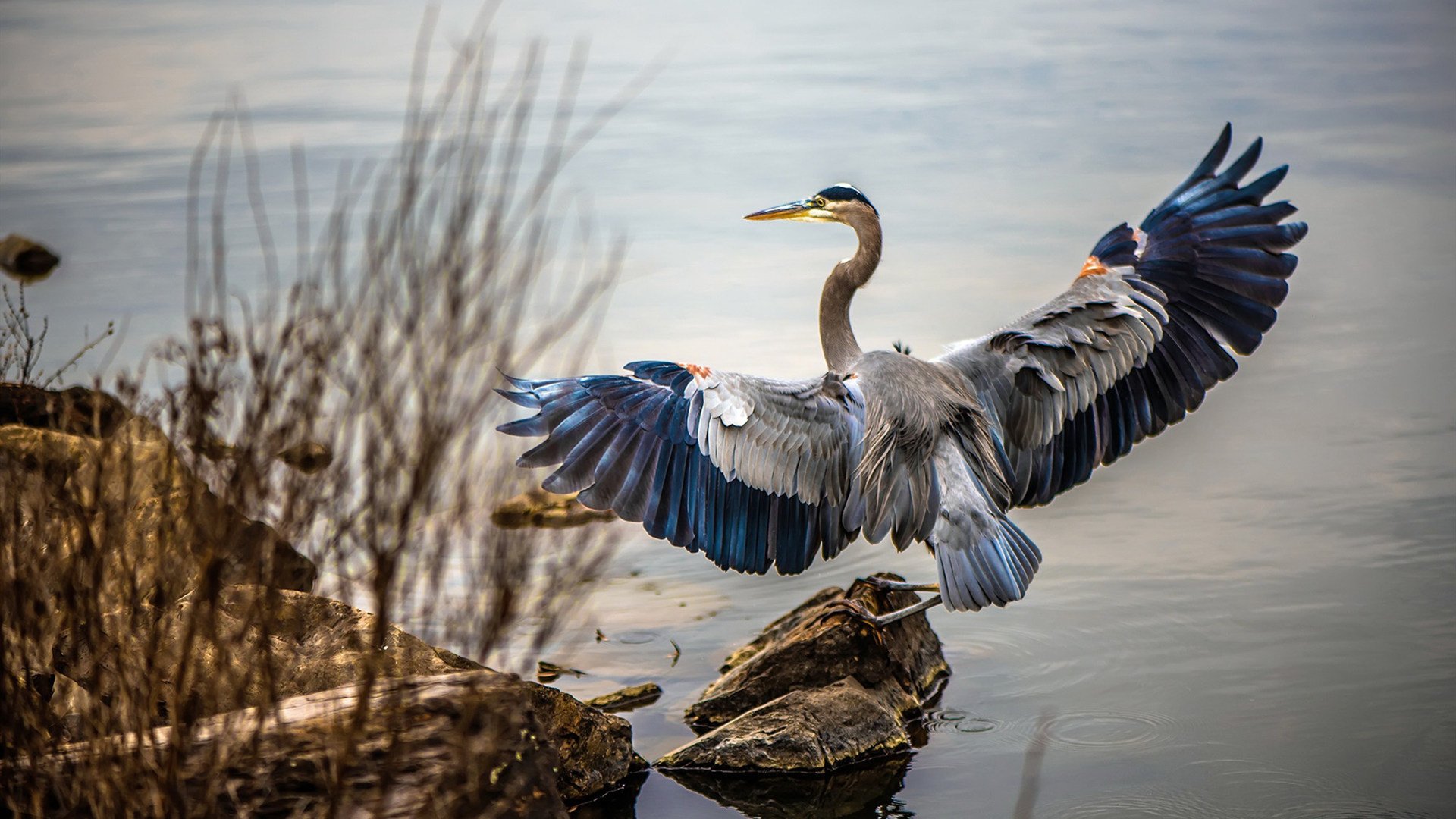 越压越燃！楚阿梅尼的钢铁之心，专为大场面而生
