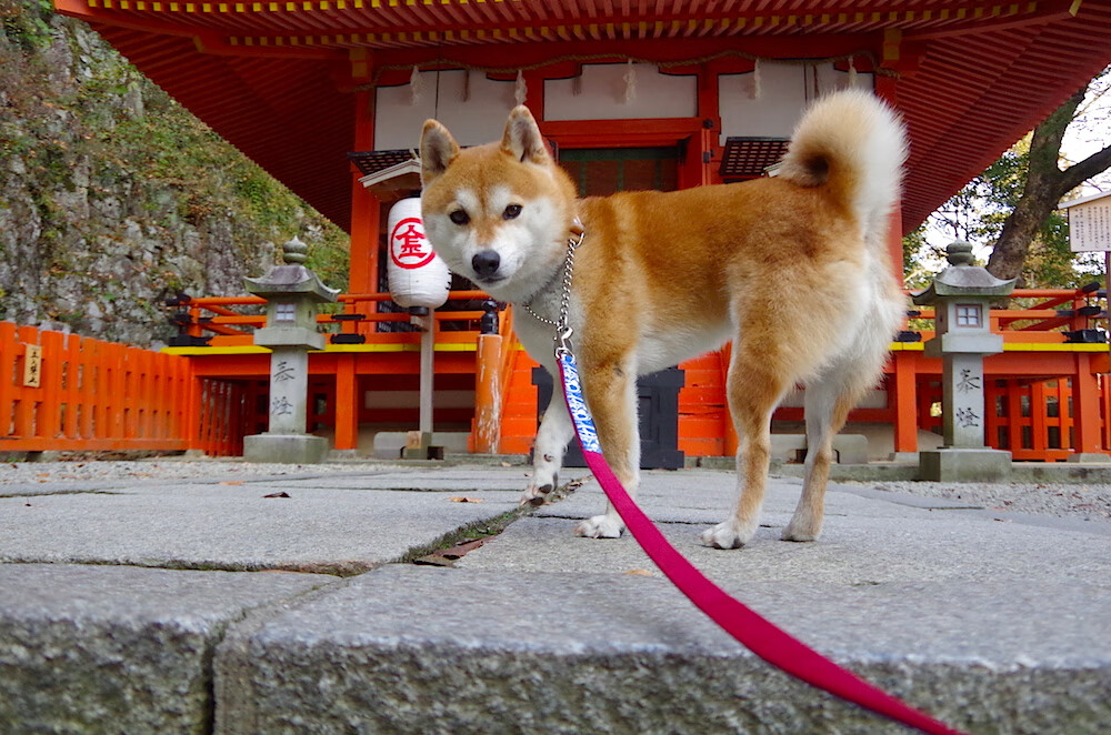铁壁金玟哉封神多哈，法老尖刀刺穿卡塔尔盾