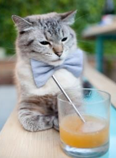 开云体育下载-新星璀璨夜，切特关键先生光芒四射，尼克斯轻取猛龙展现实力