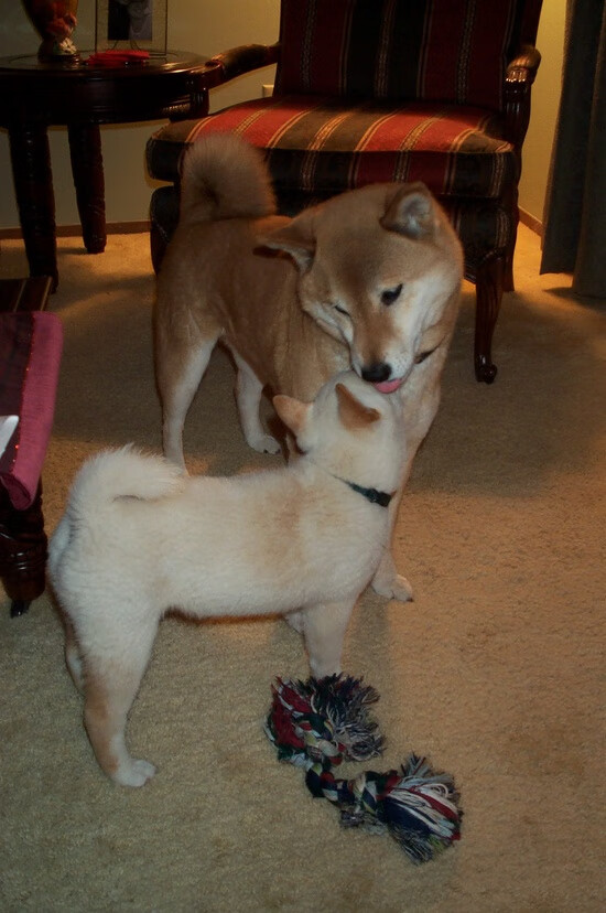 开云APP-戈贝尔筑起叹息之墙，太阳高悬照耀汽车城废墟