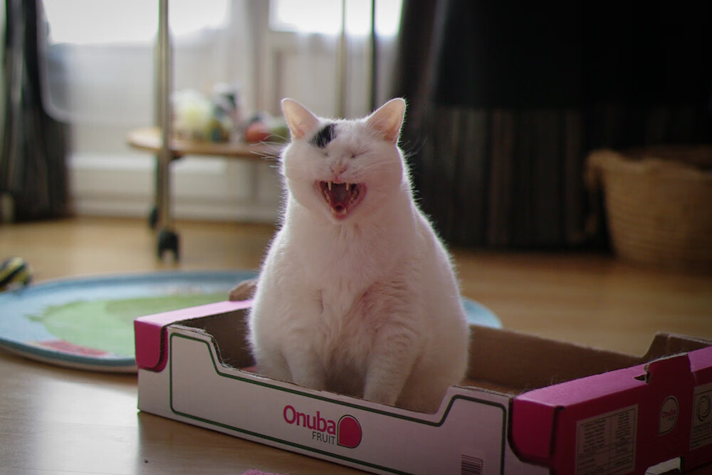 开云体育登录-双星闪耀,福登魔术盘活三狮,芬兰铁血智取乌克兰