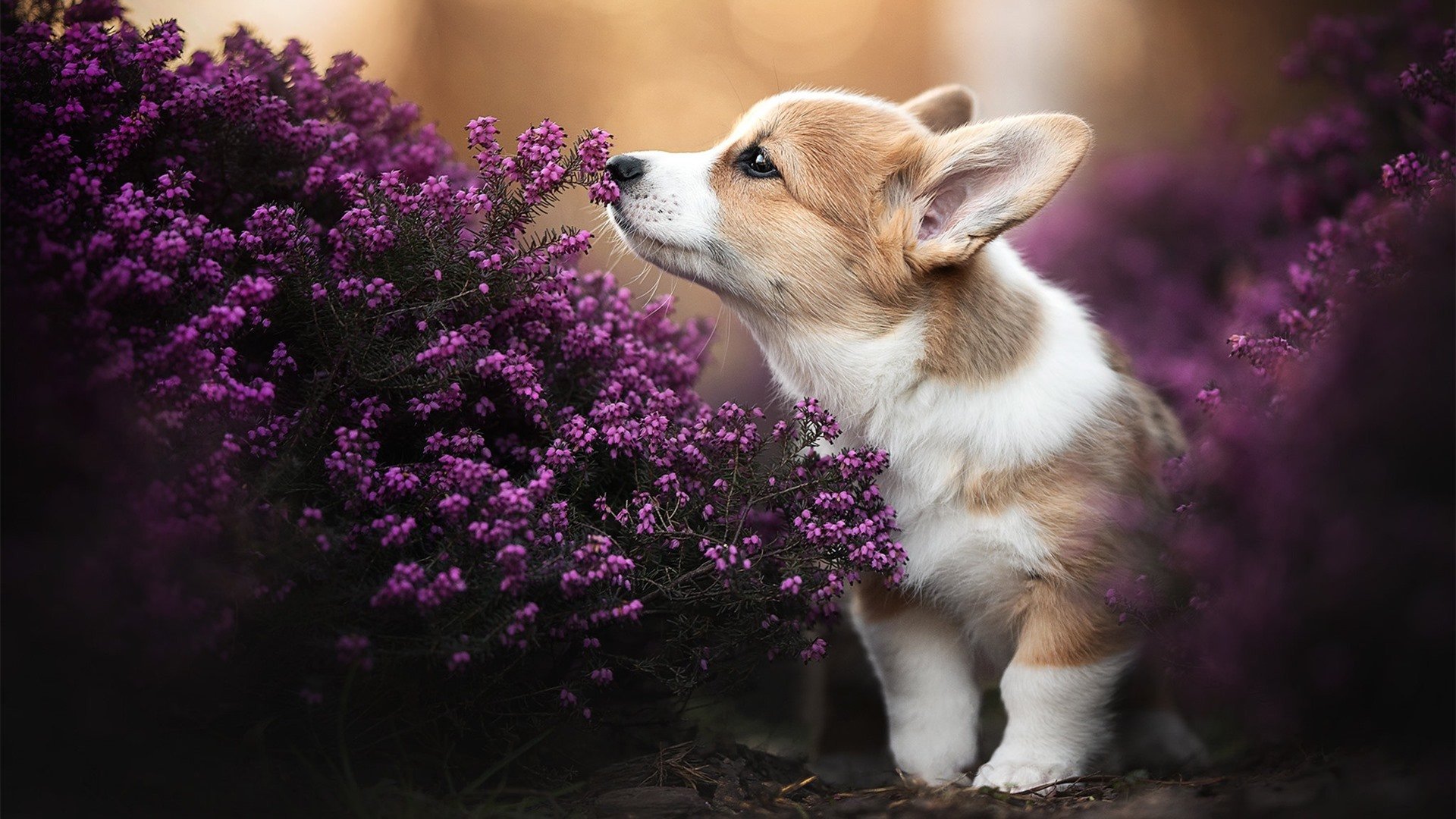 开云体育平台APP-野兽出笼与战术铁壁,卢卡库个人主义的璀璨与波兰团队主义的胜利