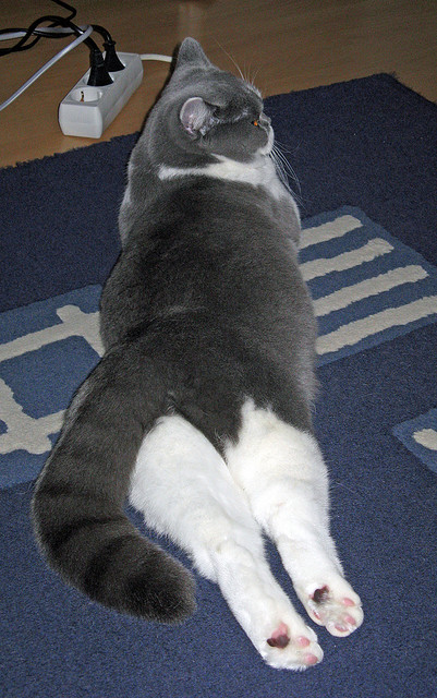 加维利刃出鞘,药厂单节风暴摧垮南美鹰