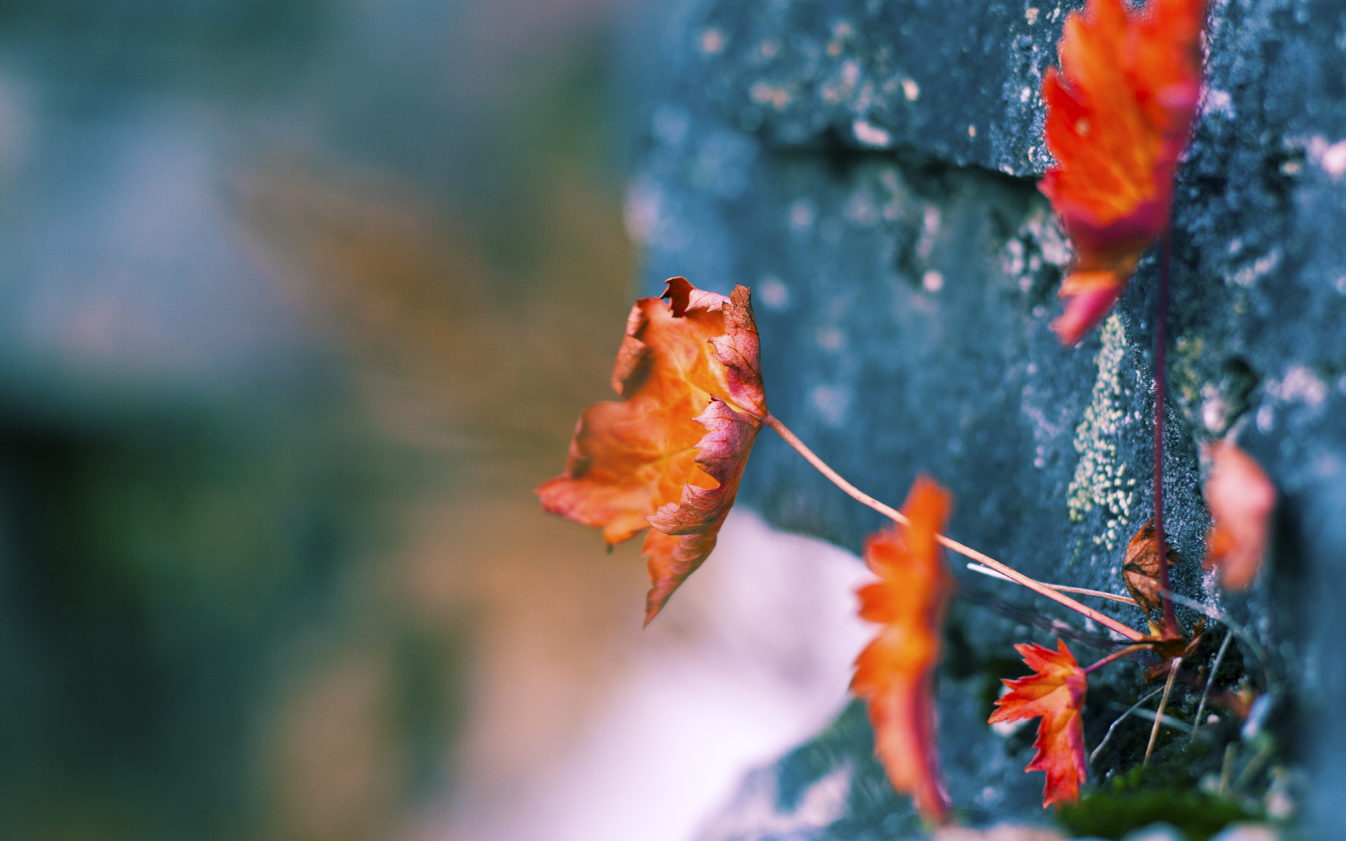 静水深流，当武切维奇用他的时钟击败了所有人的秒表