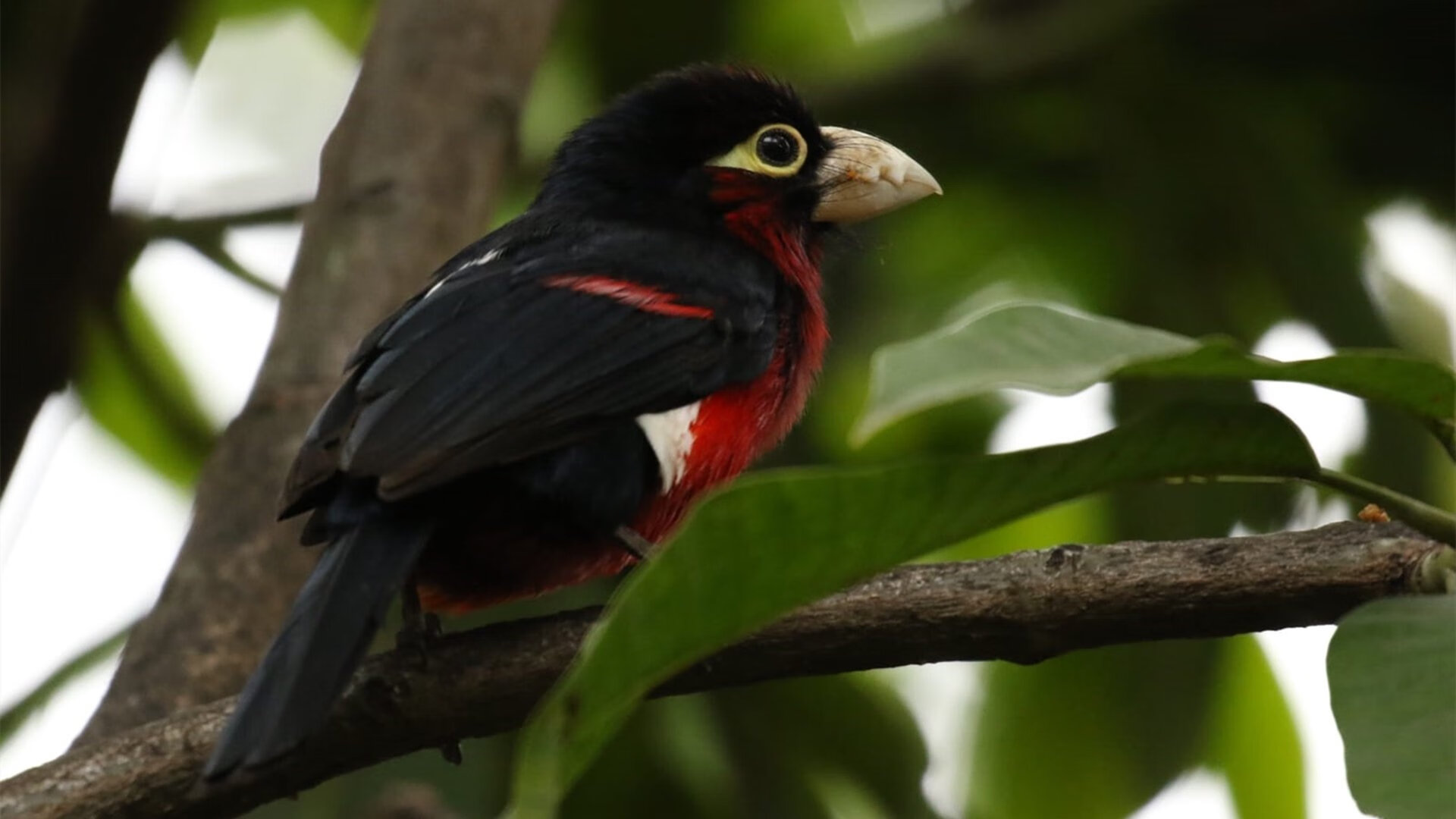 迟来的加冕，总决赛之夜，乔治终成无争议之王