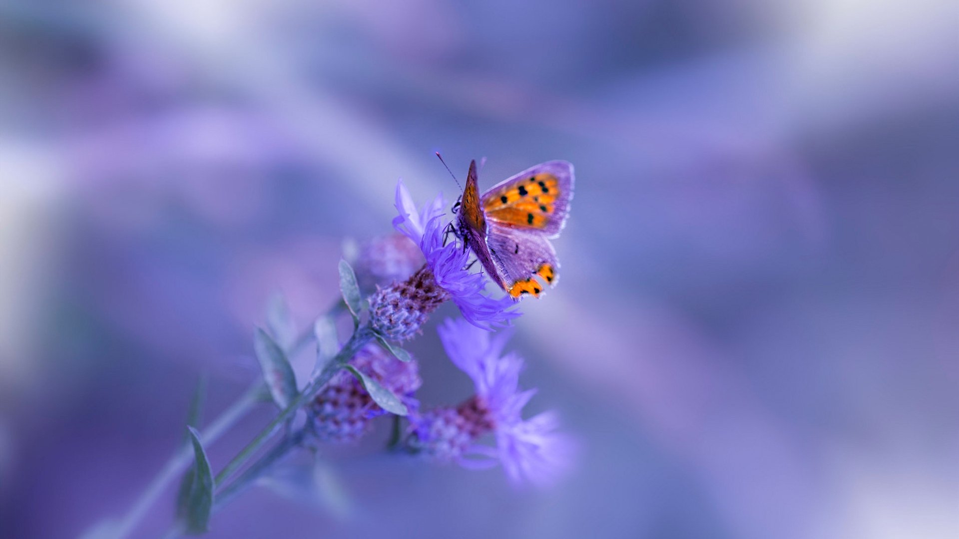 开云平台-激情双响，F1新赛季揭幕战焦点对决，葡萄牙强势晋级乌克兰赛场