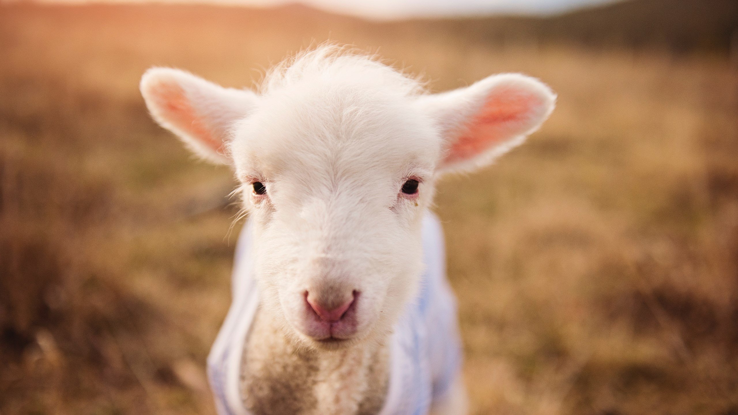 锡安接管抢七！奇才爆冷淘汰勇士