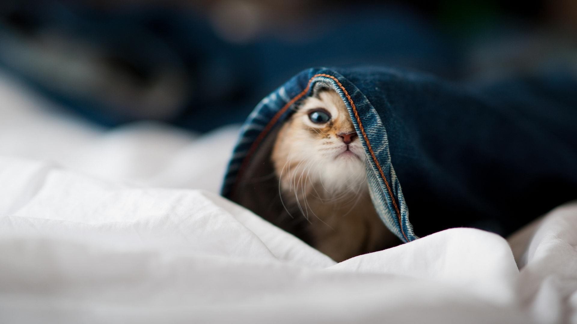 开云体育下载-钢铁之心与飞雪之刃,当费城逆转映照范弗利特的无情审判